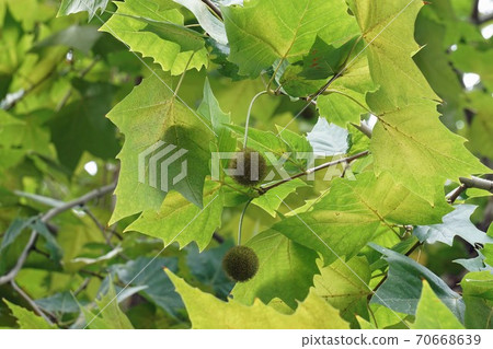 Plane leaves and fruits 70668639