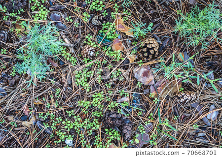 Ground in forest covered with coniferous needles and branches. 70668701