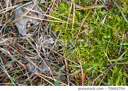 Soil in forest covered with coniferous needles and branches. 70668704