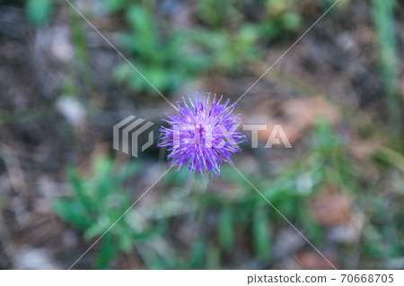 Small flower on blurry forest background. Small flower on blurry forest background. 70668705