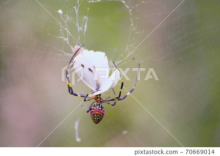 弱肉和強食（自然世界的規則） 70669014