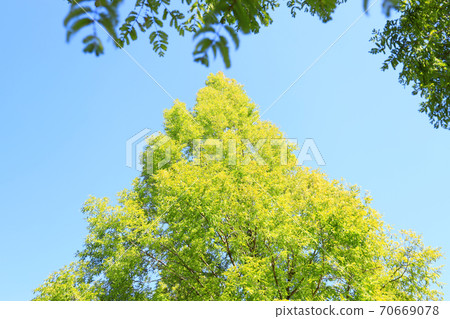 Metasequoia and Autumn Sky / 2020 [October] 70669078
