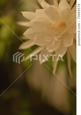Queen of the Night a Queen of the Night a 70669378