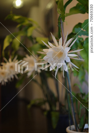 Queen of the Night c Queen of the Night c 70669380