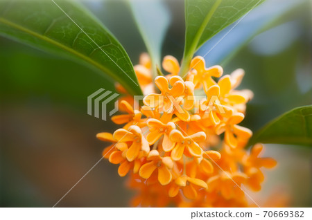 Kinmokusei花的特寫 70669382
