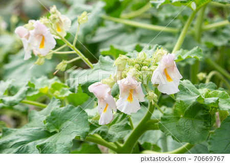 Tsunogoma花學名 Proboscidea Louisiana Mill Thell 英文名 照片素材 圖片 圖庫
