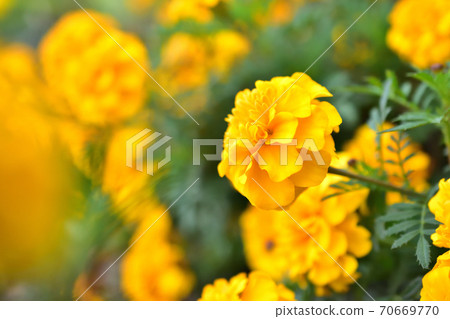 Marigold left-facing yellow flower cluster 70669770
