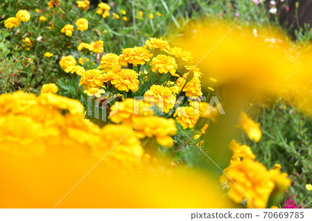 Marigold cluster blur yellow Marigold cluster blur yellow 70669785