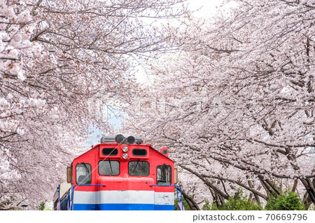 Busan train in Jinhae, Jinhae Gunhangje Festival in Korea, Gyeonghwa Railway Station, South Korea 70669796
