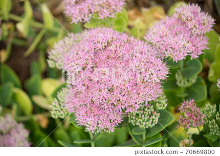 Hylotelephium spectabile, H. erythrost 70669800