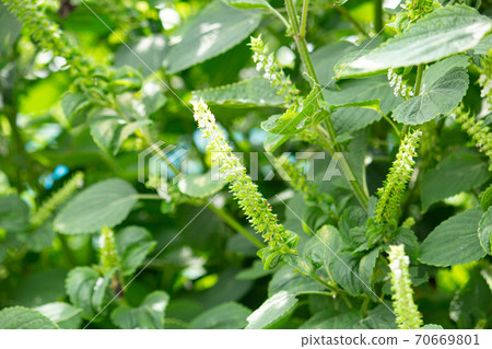 Perilla frutescens (scientific name: Perilla frutescens), Labiatae, raw material for healthy oil (Japan) 70669801