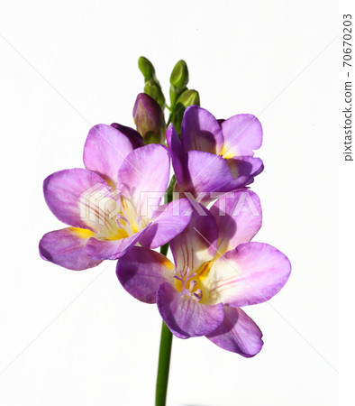 Purple Freesia 70670203