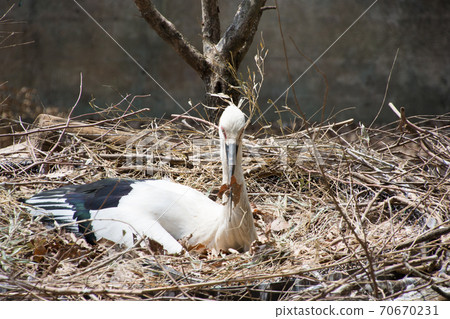 Stork Stork 70670231
