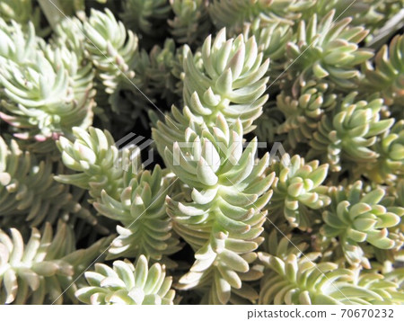 Sedum chameleon Sedum chameleon 70670232