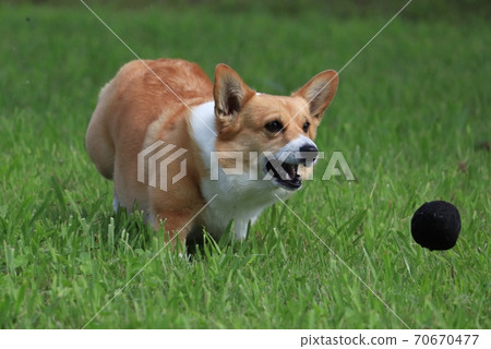 柯基犬追球 70670477