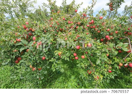 Apple  70670557