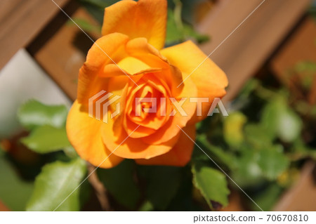Rose of orange Rose of orange 70670810
