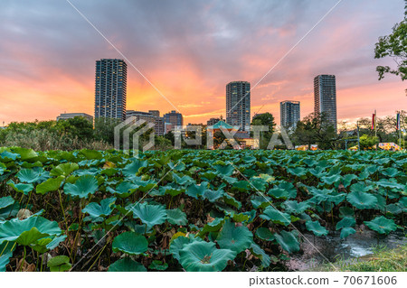 Tokyo cityscape of Japan, Ueno, Tokyo. Overlooking the tower apartment and Shinobazu Pond that shine in a beautiful sunset 70671606