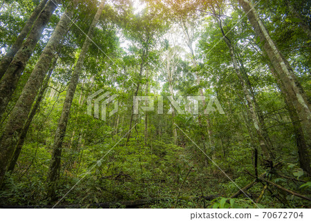Green jungle tree with green leaves and sun light and plant detail nature in the forest look under tree - beautiful bottom view to the tree top Green jungle tree with green leaves and sun light and plant detail nature in the forest look under tree - beautiful bottom view to the tree top 70672704