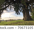 800-year-old juniper landscape 70673105