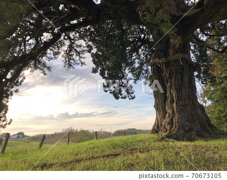 800-year-old juniper landscape 800-year-old juniper landscape 70673105
