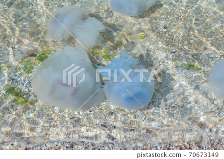 Aurelia Medusa swims near the shore at the beginning of the winter season. Environmental disaster on the Kamchatka Peninsula:marine animals are washed ashore. Dead jellyfish in the water 70673149