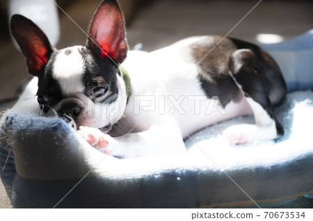 Boston Terrier 70673534