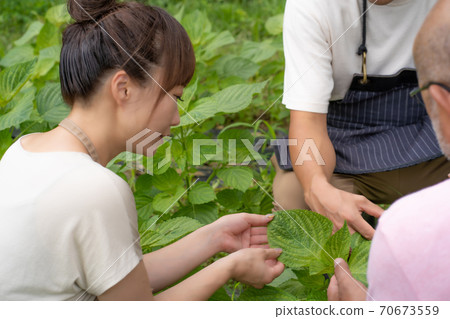 農業經驗 70673559