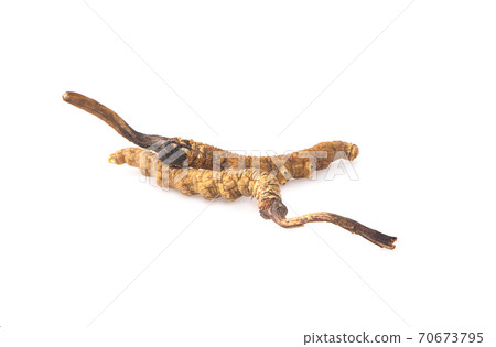 Cordyceps an isolated on white background Cordyceps an isolated on white background 70673795