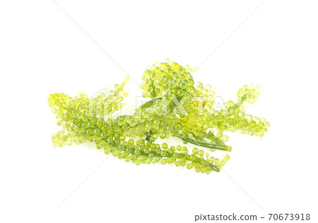 Sea grapes ( green caviar ) seaweed, Healthy food isolated on white background 70673918