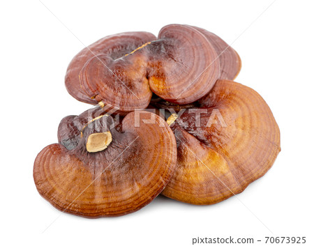 Ganoderma Lucidum Mushroom isolated on white background Ganoderma Lucidum Mushroom isolated on white background 70673925
