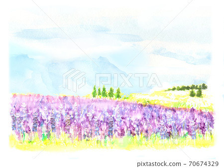 Landscape of lavender field painted in watercolor Landscape of lavender field painted in watercolor 70674329