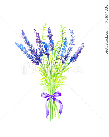 Illustration of a bouquet of lavender drawn in watercolor Illustration of a bouquet of lavender drawn in watercolor 70674330
