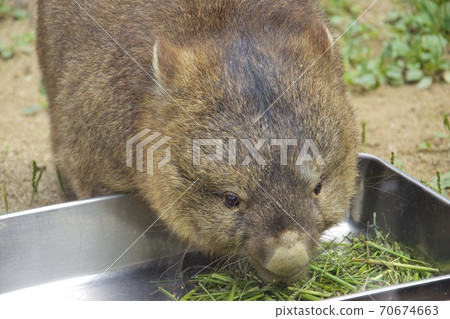 大阪府池田市Mayyama動物園的Wonbatto 70674663