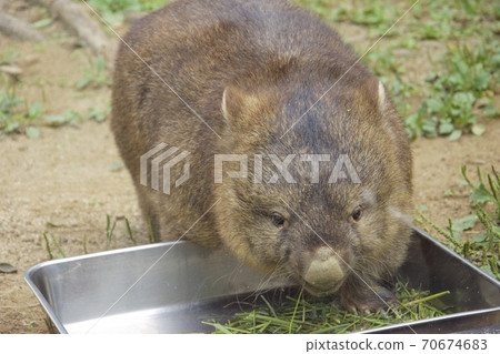 大阪府池田市Mayyama動物園的Wonbat 70674683