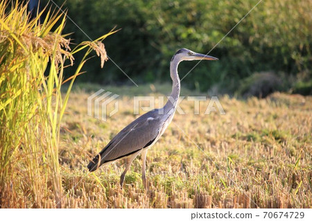 Heron 70674729