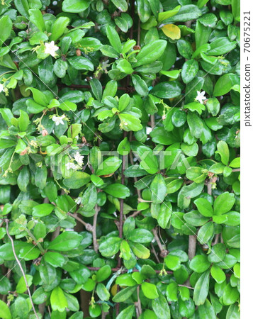 Green Leaves texture background in the afternoon 70675221