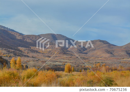 Beautiful autumn leaf colors in the Uinta National Forest of the Uinta Mountains in Utah Beautiful autumn leaf colors in the Uinta National Forest of the Uinta Mountains in Utah 70675236