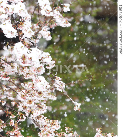 Snow and cherry blossoms Snow and cherry blossoms 70675901