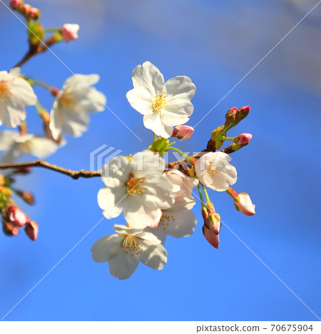 櫻花 70675904