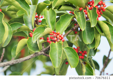 Kuroganemochi（用於幸運符和秋季圖片） 70676811