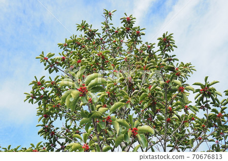 Kuroganemochi（用於幸運符和秋季圖片） 70676813