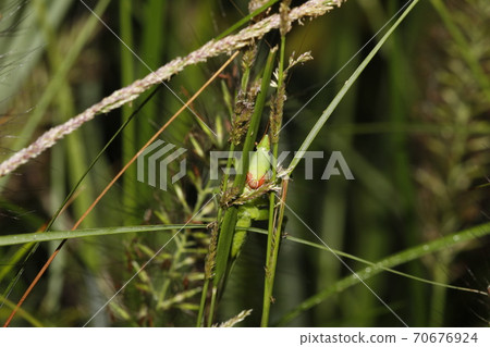 Kayakiri Kayakiri 70676924