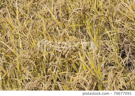 Agricultural image (rice farming) 70677091