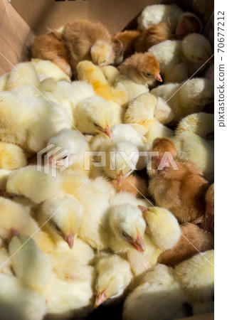 Little yellow chickens top view. A group of diurnal cute beautiful chickens. 70677212