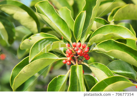 Ilex rotunda (a lucky charm of a "rich man without difficulty") 70677354