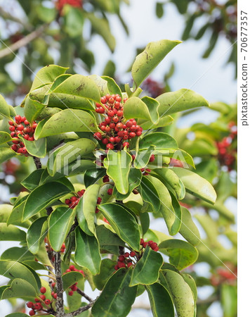 Ilex rotunda (a lucky charm of a "rich man without difficulty") Ilex rotunda (a lucky charm of a "rich man without difficulty") 70677357