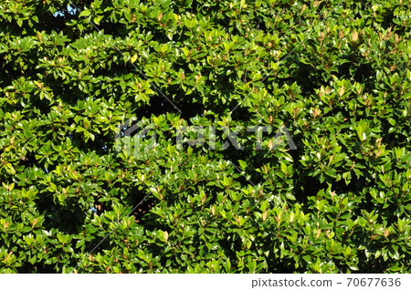Green bush background Green bush background 70677636