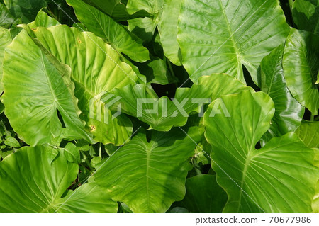 Alocasia leaves Alocasia leaves 70677986