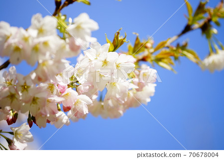 櫻花苔清水(Kokeshimizu) 櫻花苔清水(Kokeshimizu) 70678004